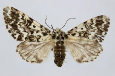 Panthea coenobita