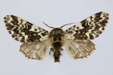 Panthea coenobita