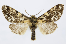Panthea coenobita