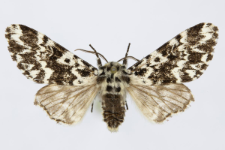 Panthea coenobita
