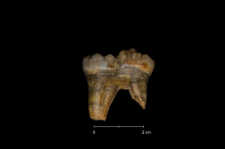 Ursus spelaeus