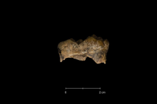 Ursus spelaeus