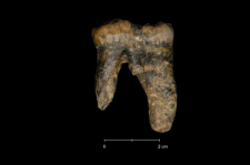 Ursus spelaeus