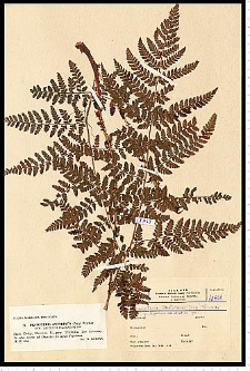 Dryopteris dilatata (Hoffm.) A. Gray