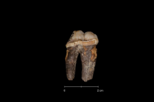 Ursus spelaeus
