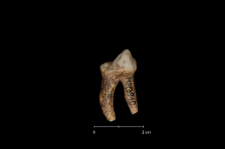 Ursus spelaeus