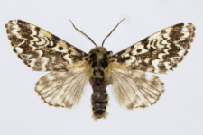 Panthea coenobita