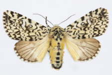 Trichosea ludifica