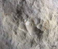 Laeviprosopon species