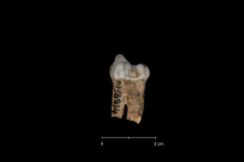 Ursus spelaeus