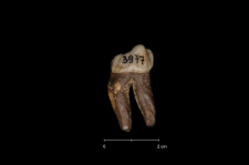Ursus spelaeus