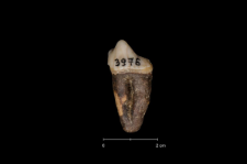 Ursus spelaeus