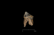 Ursus spelaeus