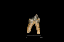 Ursus spelaeus