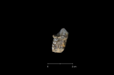 Ursus spelaeus