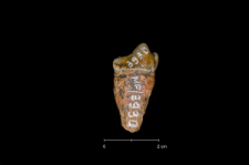Ursus spelaeus