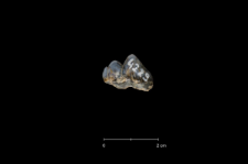 Ursus spelaeus