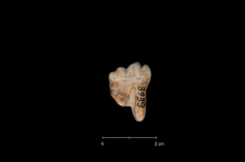 Ursus spelaeus