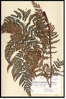 Dryopteris dilatata (Hoffm.) A. Gray