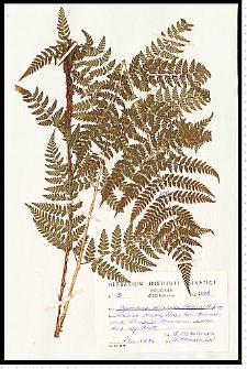 Dryopteris dilatata (Hoffm.) A. Gray