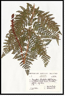Dryopteris dilatata (Hoffm.) A. Gray