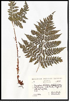 Dryopteris dilatata (Hoffm.) A. Gray