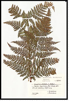 Dryopteris dilatata (Hoffm.) A. Gray