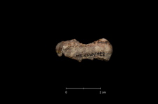 Ursus spelaeus