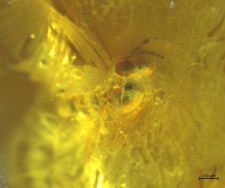 Ichneumonidae