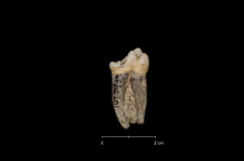 Ursus spelaeus
