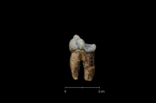 Ursus spelaeus