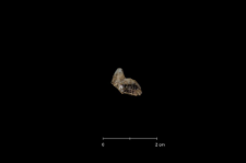 Ursus spelaeus