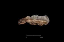 Ursus spelaeus
