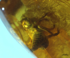 Hemiptera