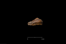 Ursus spelaeus