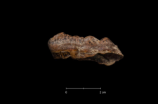 Ursus spelaeus