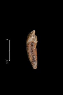 Ursus spelaeus