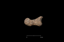 Ursus spelaeus