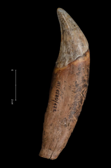 Ursus spelaeus