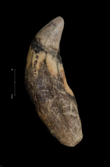 Ursus spelaeus
