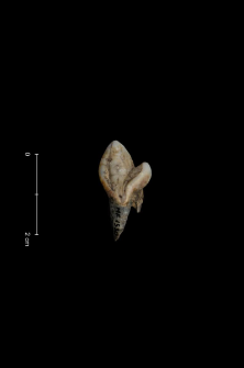 Ursus spelaeus