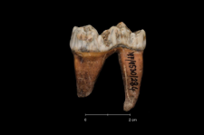Ursus spelaeus