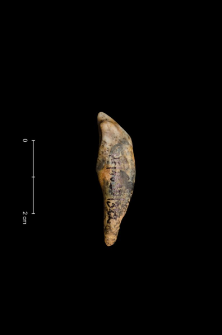 Ursus spelaeus
