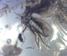 Ceratopogonidae