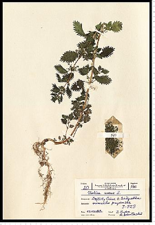 Urtica urens L.