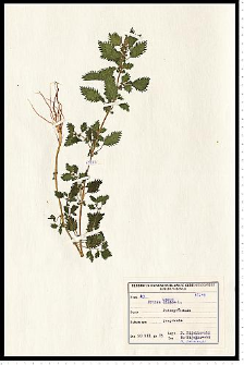 Urtica urens L.