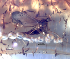 Sciaridae