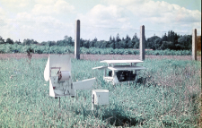 Rosograf na łące na Szpicbergenie