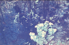 Kwiat nad wodą w lesie