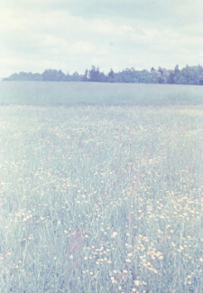 Budynki mieszkalne ZBS i kwiaty przed nimi